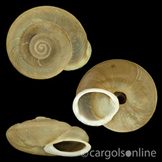 IMG_detallada/Corneola desmoulinsii.jpg